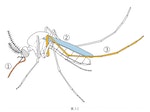 62日本生物學專家的物種辨識技巧大解密！蚊子的口器是從頭部下面伸出的那根，不能當成關鍵性質。_30